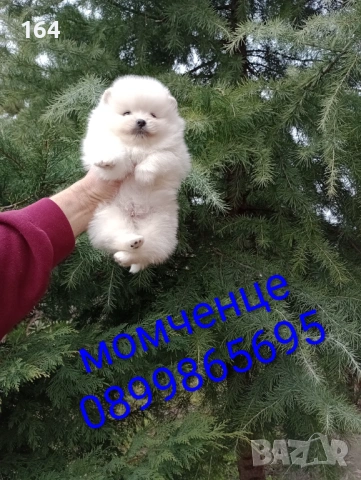 Померани. Момче и момиче. Реални снимки!, снимка 8 - Померан - 53666350