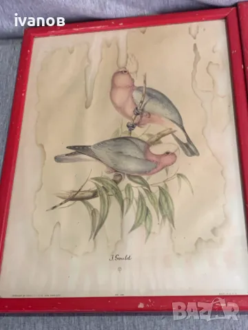 три  Цветни литографии Папагали   Печат , снимка 7 - Картини - 49608857