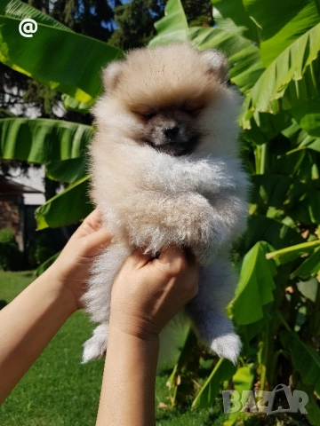 Померан померанчета свободни!, снимка 9 - Померан - 51699800