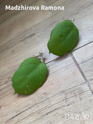 Hoya Seed 002
