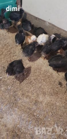 Пилета селски дворни , снимка 3 - Кокошки и пуйки - 46392484