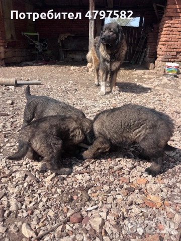 Кавказчета 