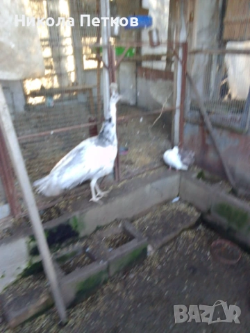 Пауни-сребърен, арлекин и бяла, снимка 4 - други­ - 53653735