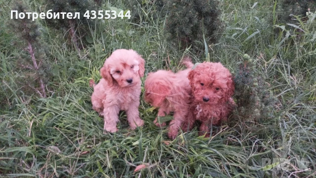 Кавапу, снимка 1