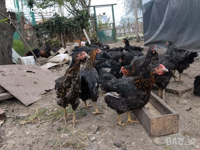 Ярки Супер Харко, снимка 9 - Кокошки и пуйки - 54188284