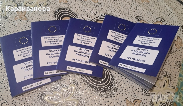 Британски сини колорпойнти , снимка 2 - Британска късокосместа - 53753333