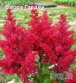 ХОСТА, АСТИЛБЕ - Коренища/ ПРЕДВАРИТЕЛНИ ПОРЪЧКИ, снимка 12 - Градински цветя и растения - 49488937