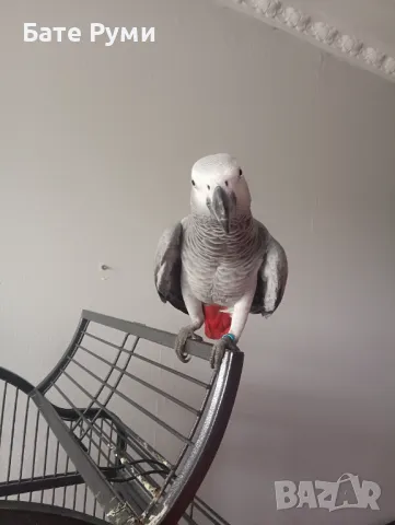 Папагал Жако, снимка 4 - Папагали - 50418251