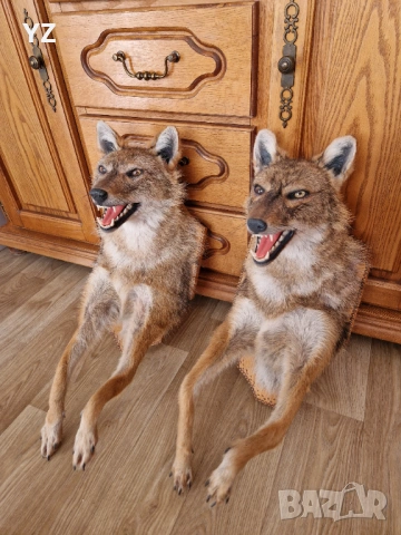 препариран чакал / трофей, снимка 3 - Декорация за дома - 54246354