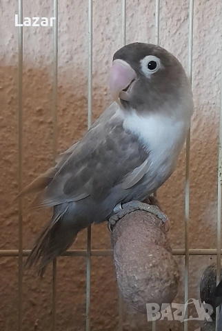 Продавам Неразделки, снимка 3 - Папагали - 53590152