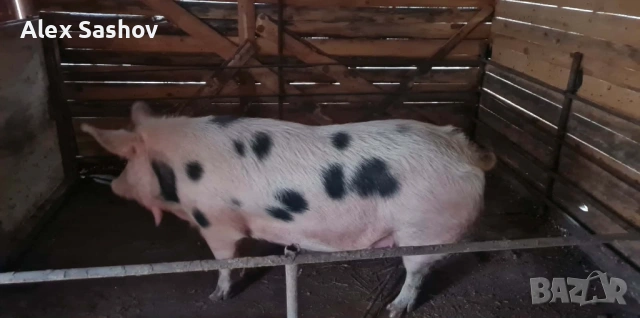 Свиня майка , снимка 2 - Прасета - 53124090