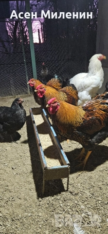 Продавам два Петела виандот и един брама - на шест месеца и половина ", снимка 2 - Кокошки и пуйки - 52806855