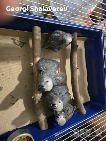 Продавам ръчно хранени бебета жако, снимка 3 - Папагали - 51804174