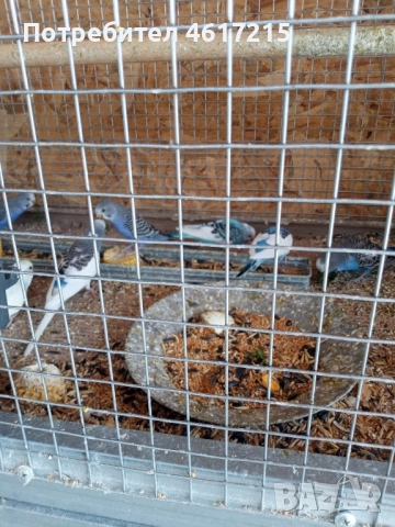 Вълнисти папагали . 20 лв. за брой, снимка 3 - Папагали - 51985070