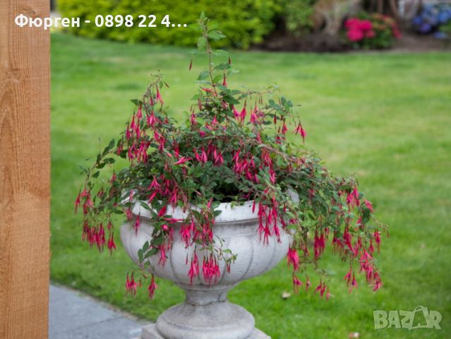 Фуксия - Fuchsia magellanica gracilis СТУДОУСТОЙЧИВА, снимка 3 - Разсади - 45953408