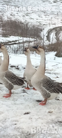 Мъжки лебедови гъски
