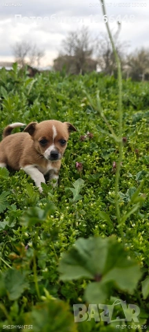 Чихуахуа,женско ,обезпаразитено вътрешно и външно , снимка 6 - Чихуахуа - 54149304