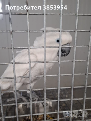 Какаду Алба - мъжки, снимка 6 - Папагали - 50429979