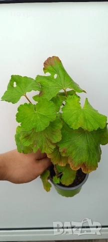 Australian pink rosebud , снимка 2 - Стайни растения - 52988042