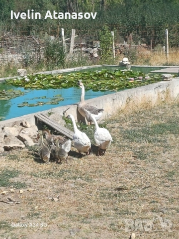 лебедови гъски, снимка 2 - Патици и гъски - 52539821