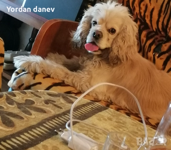 Америка кокер шпаньол за разплод , снимка 2 - Кокер шпаньол - 51931720