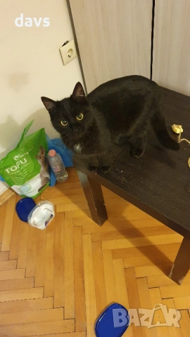 Приемен / постоянен Дом за Черна принцеса, снимка 8 - Други - 53331492