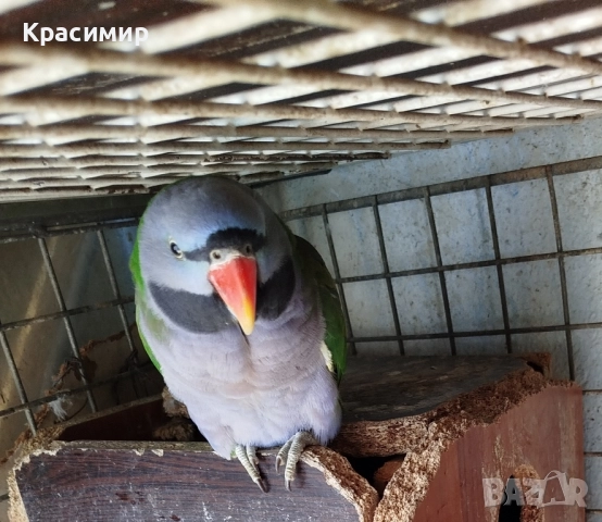 различни видове птици , снимка 4 - Папагали - 52253904