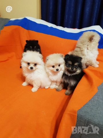 Померан померанчета свободни Гр София