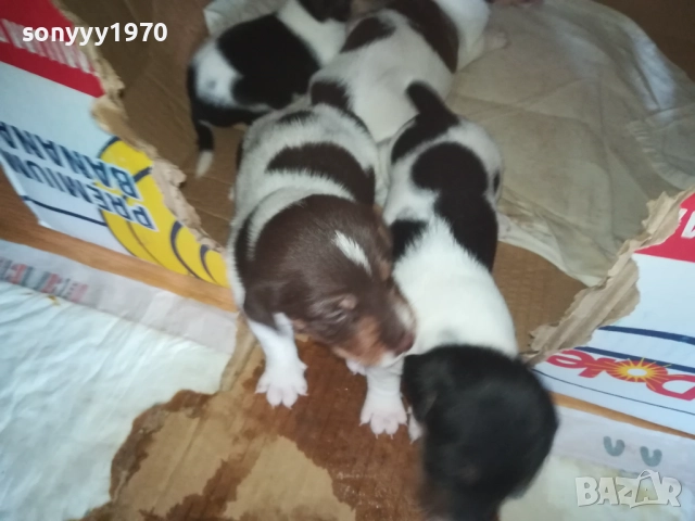 ДЖАК РЪСЕЛ 0509251724, снимка 17 - Джак ръсел териер - 51618265