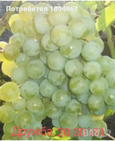 Лозов посадъчен материал , снимка 8 - Разсади - 52487852