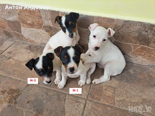 Джак Ръсел Териер, снимка 7 - Джак ръсел териер - 53382159