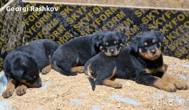 Ротвайлери , снимка 10 - Ротвайлер - 52298947