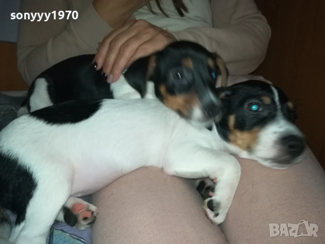 ДЖАК РЪСЕЛ БЕБЕ ПО ИЗБОР-ЖЕНСКО 2910250723, снимка 5 - Джак ръсел териер - 52219038