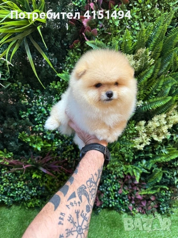 Померан момче, снимка 4 - Померан - 53748867