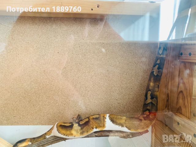 Кралски питон с терариум и отопление,уникален социален красавец, снимка 2 - Змии - 42495149
