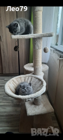 британска късокосместа 550лв , снимка 7 - Британска късокосместа - 52842750