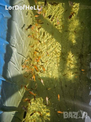 Златни рибки "Оранди", снимка 5 - Рибки - 44845209