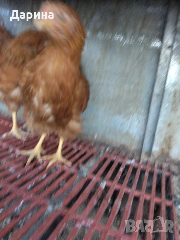 Катунски пиленца и селски пиленца , снимка 9 - Кокошки и пуйки - 53394021