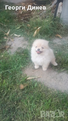 Померанче женско на 53 дни продавам, снимка 1