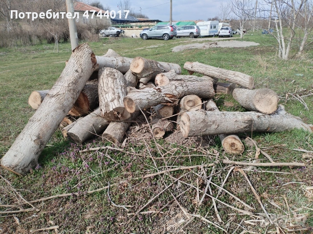 Стебла от Орехови дървета 