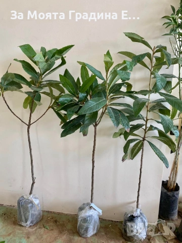 Японска Мушмула , снимка 4 - Градински цветя и растения - 53620954