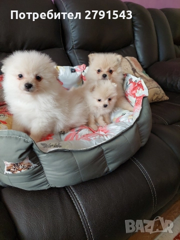 померан момиче и момче, снимка 2 - Померан - 52774638