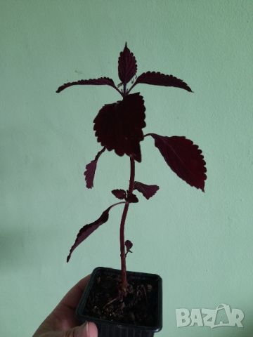 Комплект Растения , снимка 7 - Стайни растения - 45751867