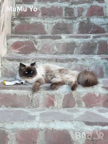 Котето Регдол / Ragdoll , снимка 6 - Други - 46641017