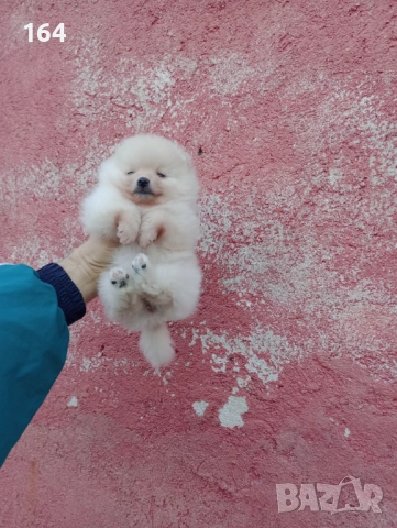 Женски Померани. Снимки от 22.12.25 г., снимка 7 - Померан - 52876428