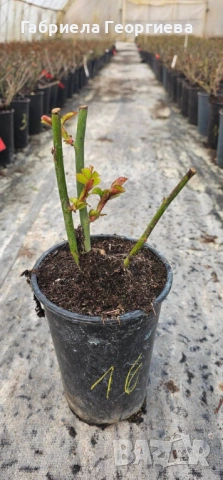 Катерливи и храстовидни рози, снимка 3 - Градински цветя и растения - 53595839