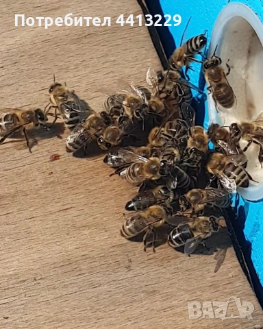 пчелни семейства,отводки , снимка 2 - За пчели - 53790959