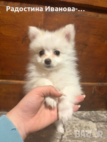 Померан-шпиц, снимка 2 - Померан - 54270376