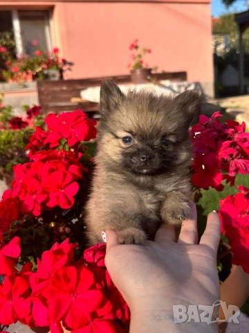 Померан, снимка 1