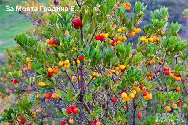 Ягодово дърво , снимка 2 - Градински цветя и растения - 53620994